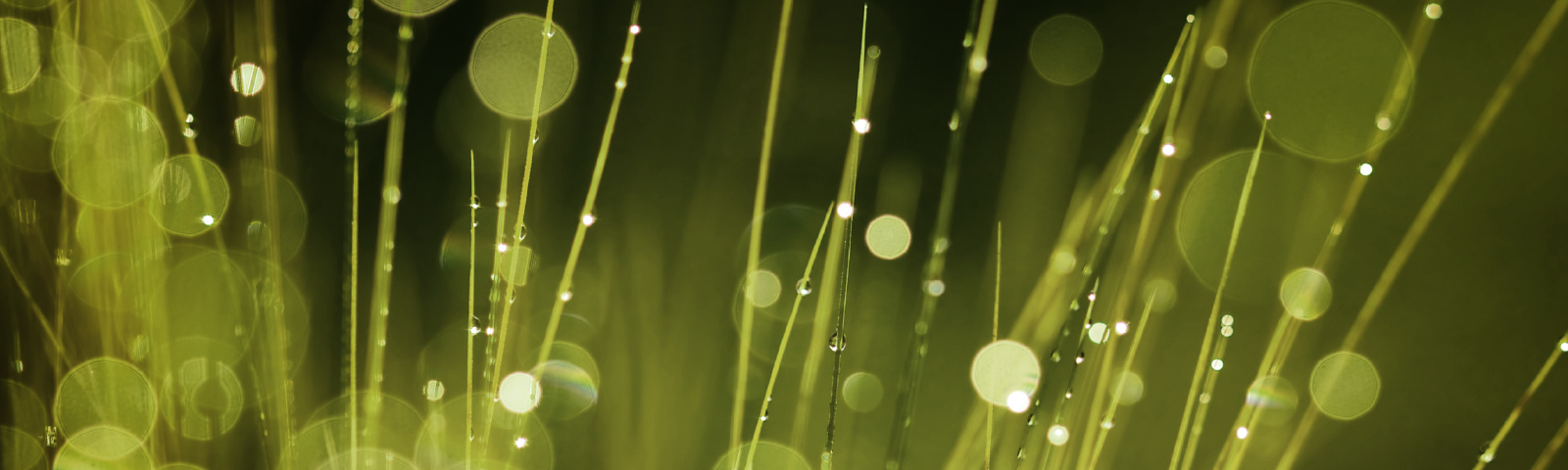 Riflessologia, Reiki, Shiatsu e tecniche integrate con Vania Lot